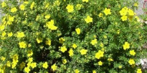 Kako rezati peterolist (kuril čaj) u jesen, proljeće, vrijeme, formiranje grma